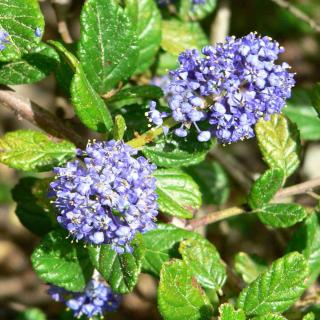 Planting ceanothus properly means finding the right exposure