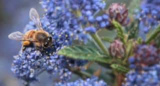 Ceanothus is a favorite of pollinators