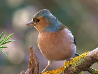 Chaffinch has a blue head with brown face and belly