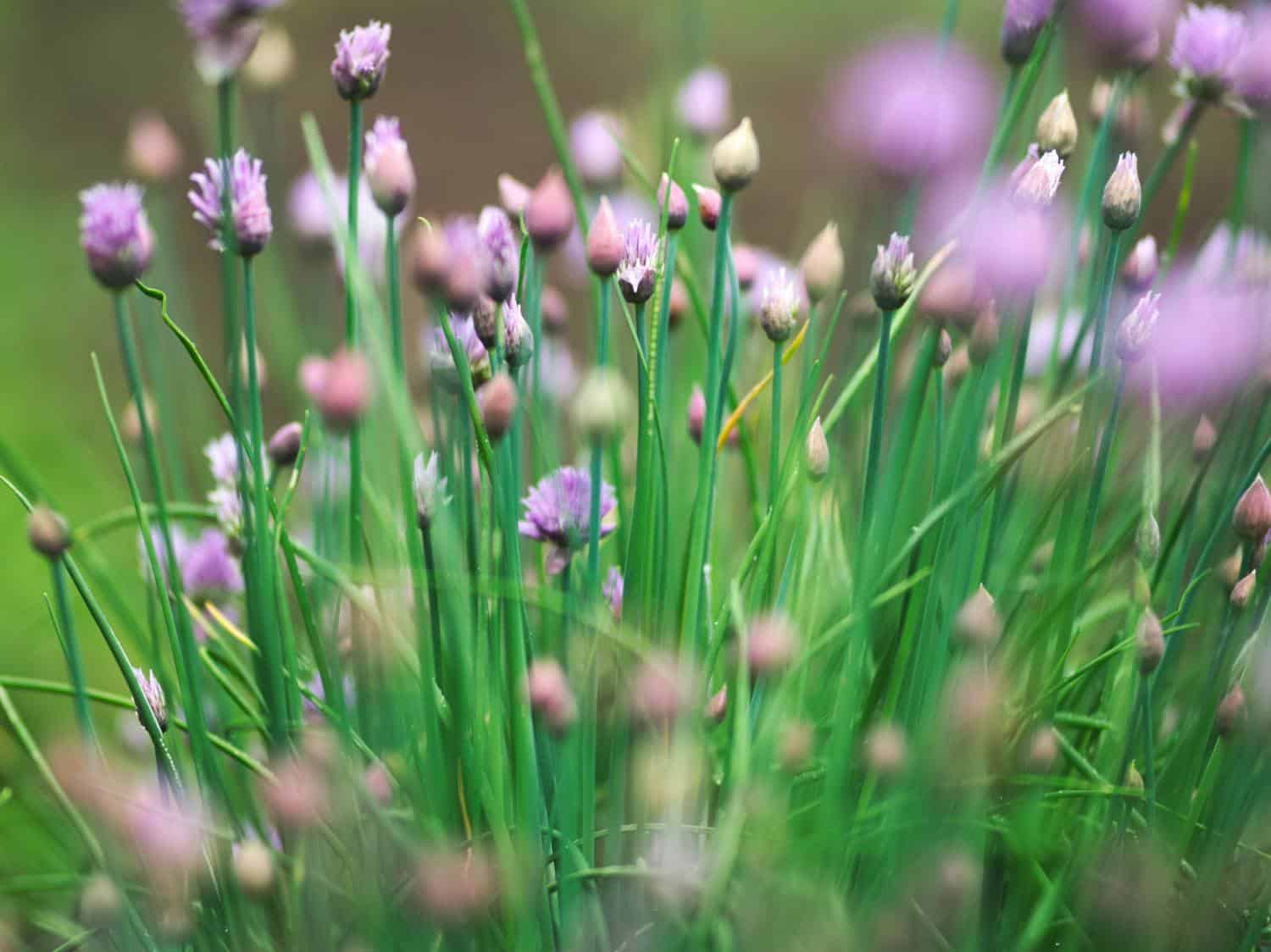 Chives