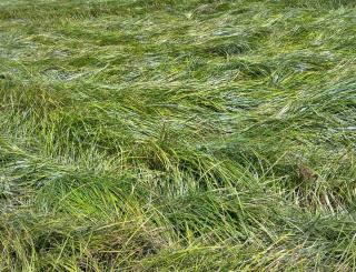 Field of chufa grass starting to lay over, showing the harvest is near