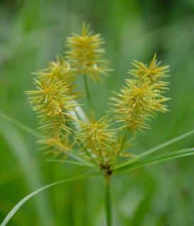 Chufa flowers bear seeds and propagate well