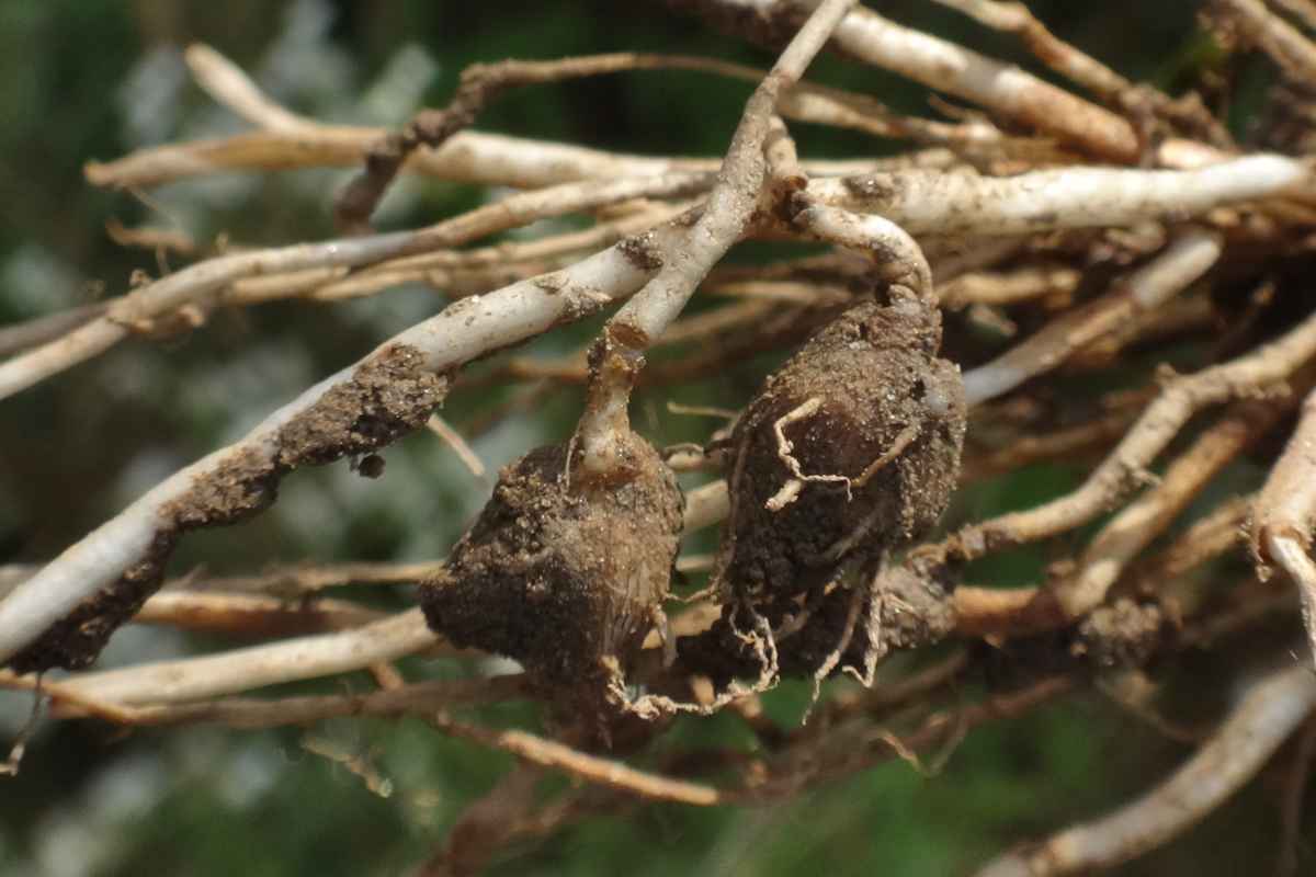 Chufa roots with groundnuts forming