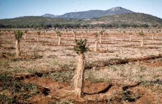 Against bark splitting, straw wrapped around the trunk helps a lot