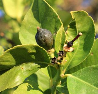 Fruits turn soft, necrosis appears, and sometimes they burst