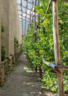 A lean-in near a South-facing white wall where citrus are grown. The lean-in can be covered with greenhouse tarps.