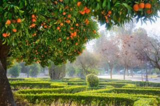 citrus hardiness species variety