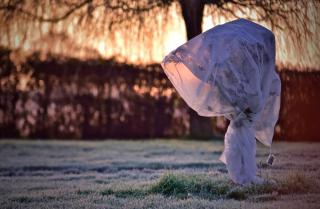 Citrus tree with winterizing fleece to protect it from the cold