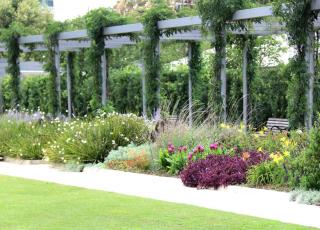 Posts along a pergola dressed with vines