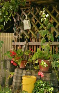 Beautiful garden sheds always have a vine crawling up one corner
