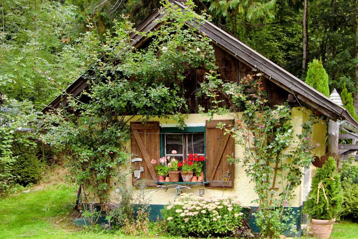 Garden shed with climbing vines decorating it