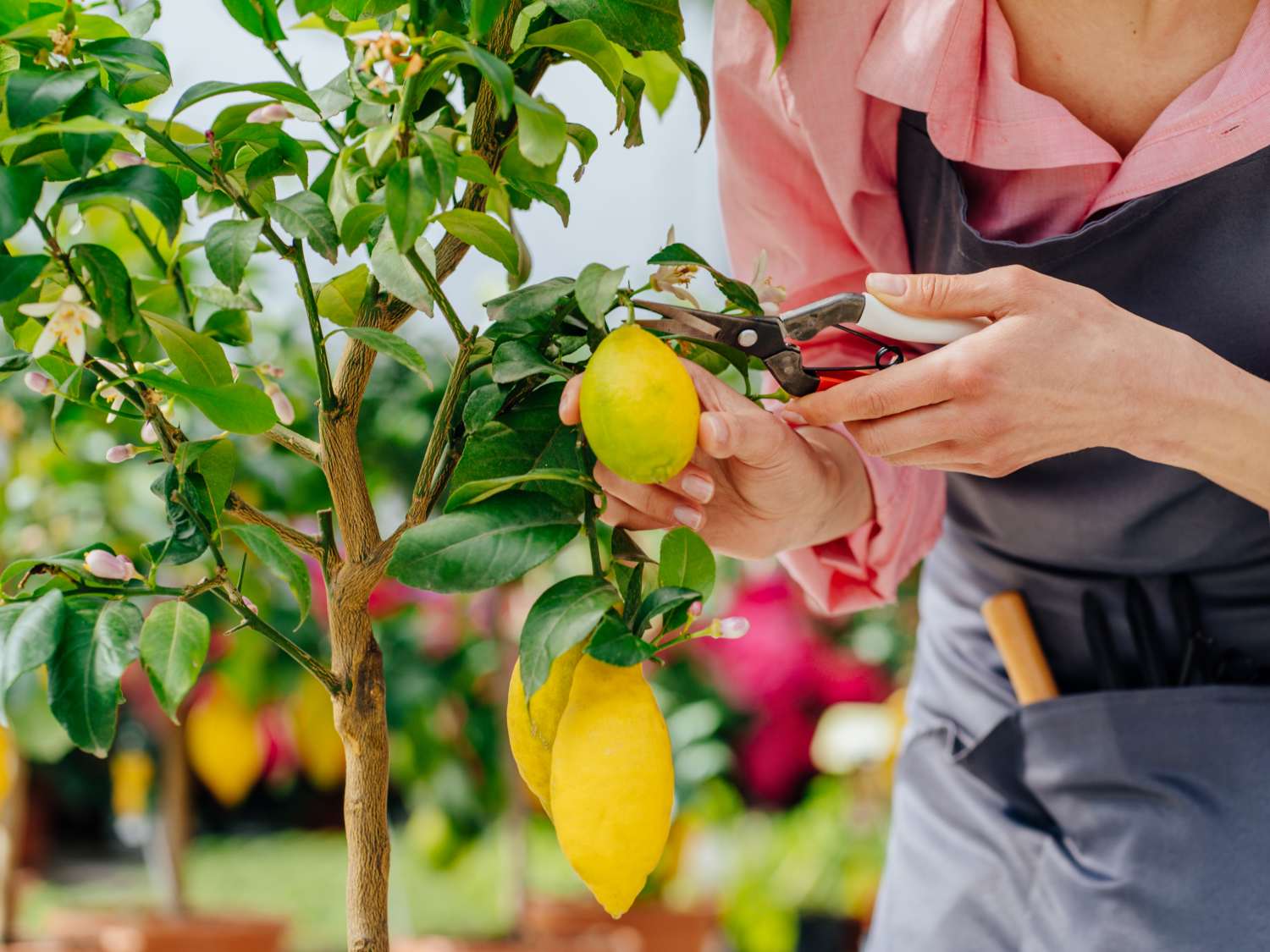 Lemon tree growing in a container