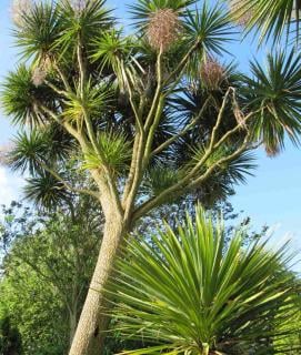 Caring for cordyline australis isn't difficult