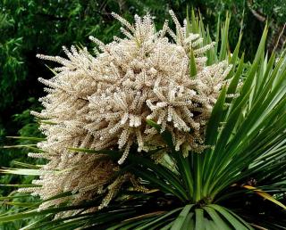 Surprising cordyline flower