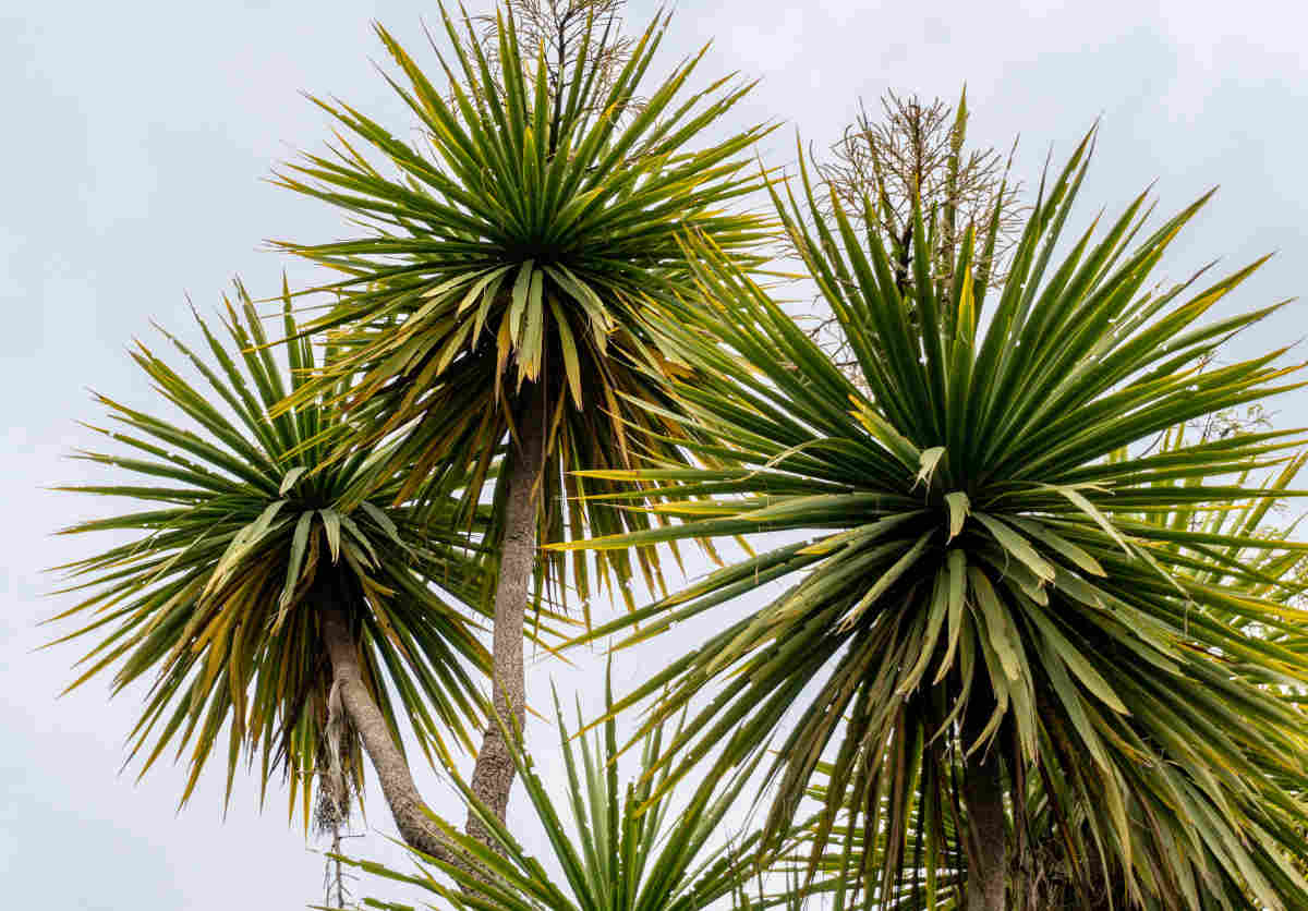 cordyline australis, a palm look-alike for indoors and out