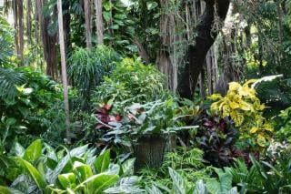 Create an exotic garden with endless lush growth