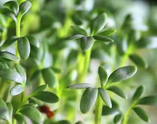 Young cress leaves ripe for the picking