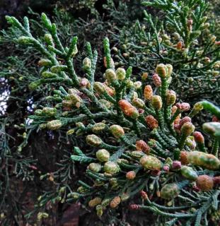 Cypress is the culprit for most conifer allergies
