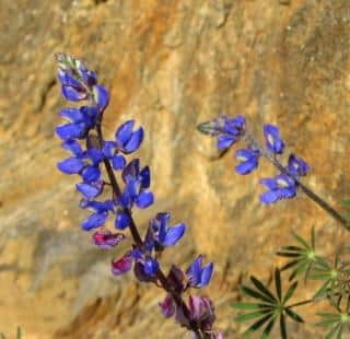 Setting tan and orange backdrops dramatically enhance the blue color of flowers