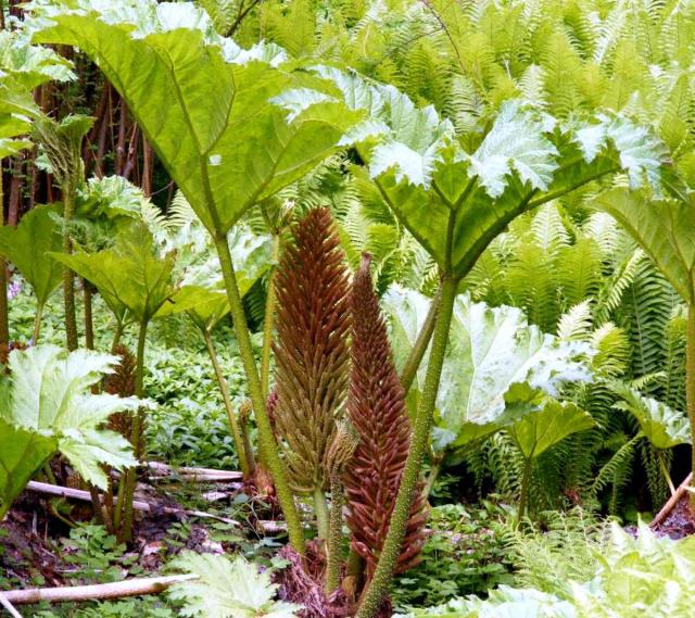 Instead of lawns, growing beds extend deep into the distance