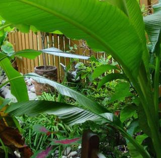 Banana trees, like this musa species, excell at recreating an exotic atmosphere