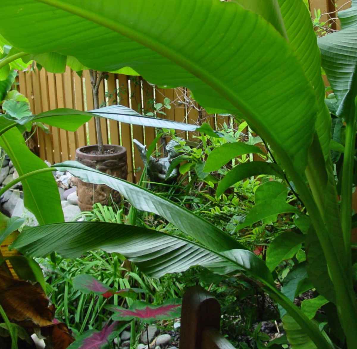 Banana trees, like this musa species, excell at recreating an exotic atmosphere
