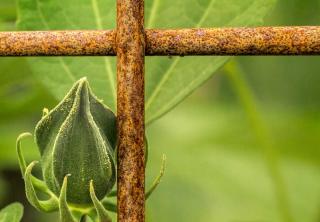 Hibiscus moscheutos bud with many issues, but not rust!