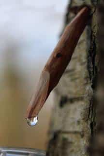 Drinking birch sap is a healthy course