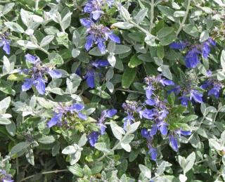 Teucrium fruticans, or tree germander, is a beautiful blue-flower shrub that excels in dry settings