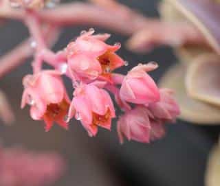 Pink flowers arising from an echeveria plant, watered recently