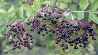 Elderberries attract birds and insects, which also attract birds