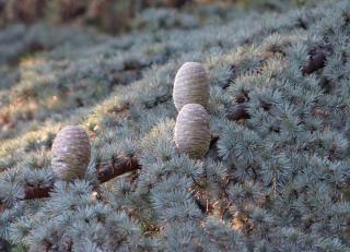 Atlas cedar branch and young cones