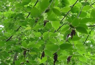 Hop hornbeam produces a light, filtered shade