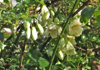 Pruning your evergreen traveller's joy clematis is best done after the blooming.