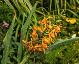 Bright Hedychium 'Tara' flower