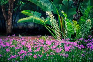 Flowers, palms and ferns create an exotic garden even when not in the tropics
