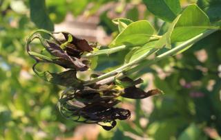 Leaves turn brown and curl back while staying on the stem