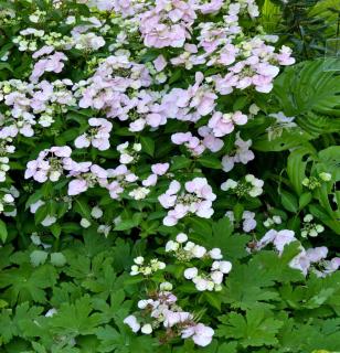 French bolero hydrangea