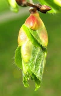 Birch buds, picked and then crushed or macerated