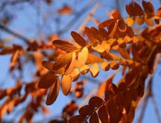 Gleditsia triacanthos leaves in autumn