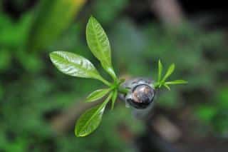 Grafted tip of a fruit tree