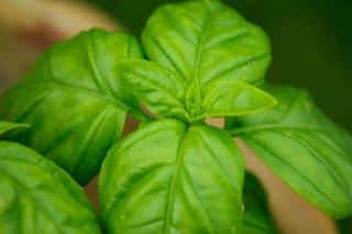 Close-up of grand vert basil young leaves
