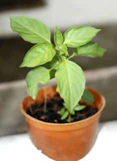 Pot with young grand vert basil seedling in it