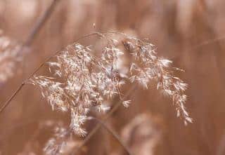 Grasses are a major cause of allergy