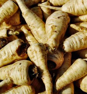 Harvest of root parsley roots