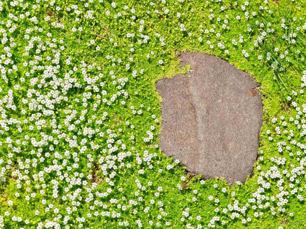 Heath pearlwort