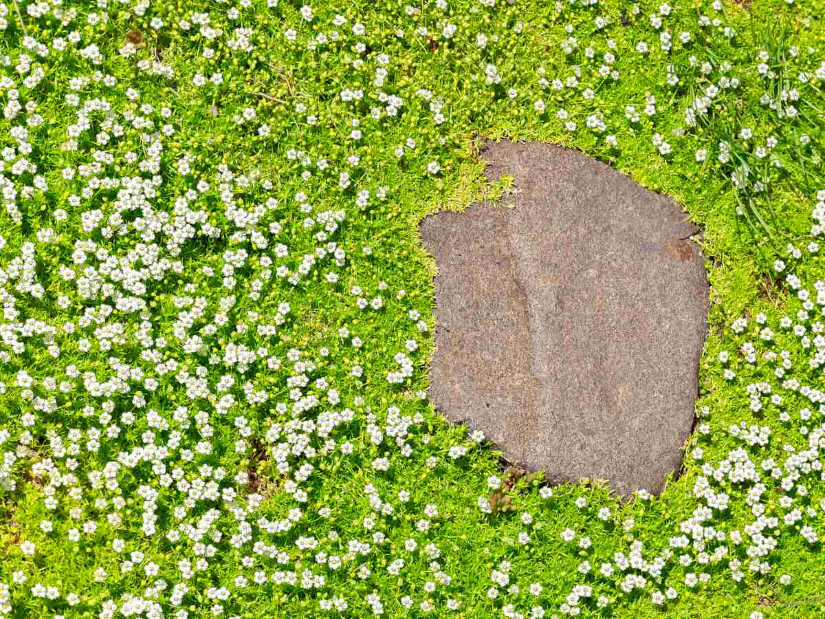 Heath pearlwort