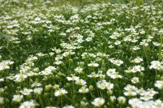 Ground cover with heath pearlwort, in full bloom