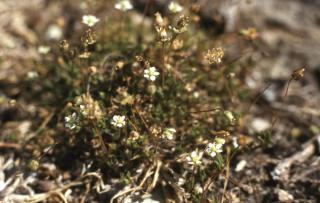 Caring for pearlwort helps have healthier plants than this sickly one