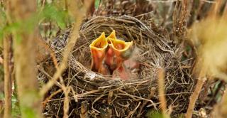 Benefits of hedges for birds